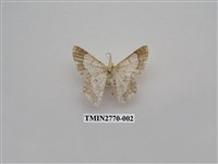藏品(尺蛾341)的圖片